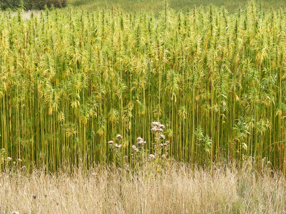 hemp_crop_in_peasenhall_road_walpole_-_geograph-org-uk